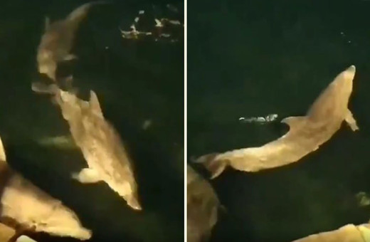 İstanbul Boğaz'ın yeni sahibi yunuslar Ortaköy Sahili'nde