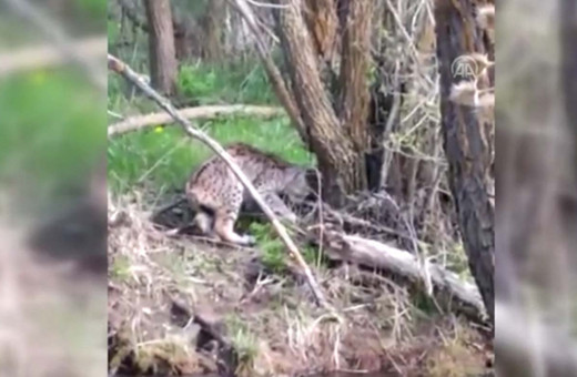 Sivas'ta vaşak amatör kamera ile böyle görüntülendi