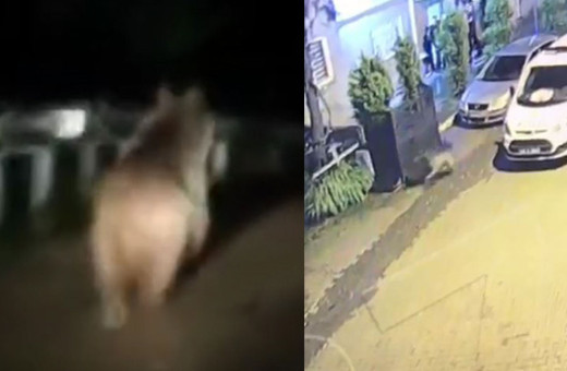 Artvin'de şaşkına çeviren olay! Ayı polis merkezi önünden koşarak geçince...
