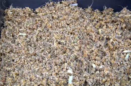 Ihlamurun kilosu 400 TL'ye satılıyor