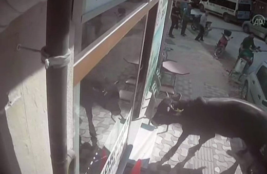 Mezbahadan kaçan dana emlakçıya girdi! O anlar kameraya böyle yansıdı!