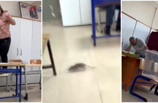 Hatay'da oy kullanılan okulda fare çıktı! Çığlıklar ve kahkahalar birbirine karıştı!