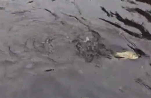 Samsun'da sokakta balıklar yüzmeye başladı! İşte o ilginç görüntüler...