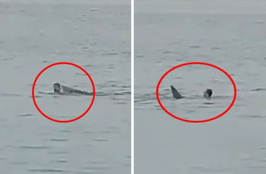 Mısır'da köpekbalığı saldırısına uğrayan Rus turist öldü