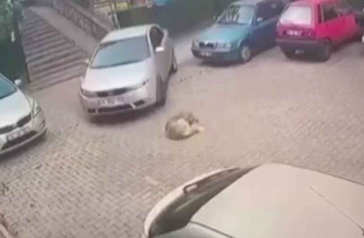 İstanbul'da yerde yatan köpeği otomobiliyle ezerek telef etti! Korkunç görüntüler kamerada