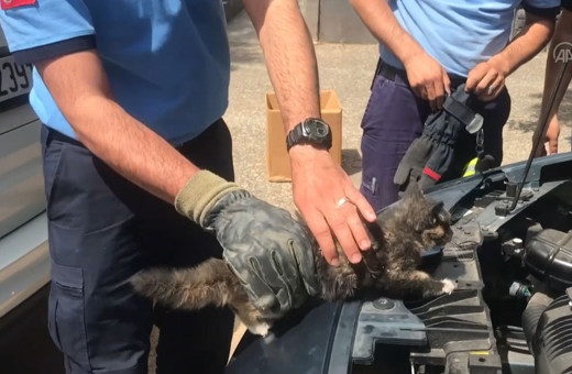 Gaziantep'te otomobilin motoruna sıkışan yavru kedi böyle kurtarıldı!