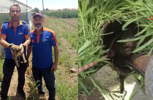 Batman’da su kuyusuna düşen yavru köpeği AFAD kurtardı!