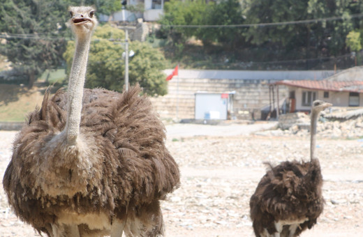 Enkaz kentte ilginç görüntü, başta kimse nereden geldiklerini anlayamadı