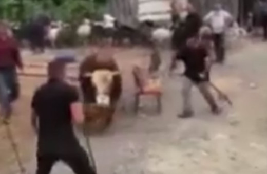  İpini koparan boğa kurban pazarını birbirine kattı