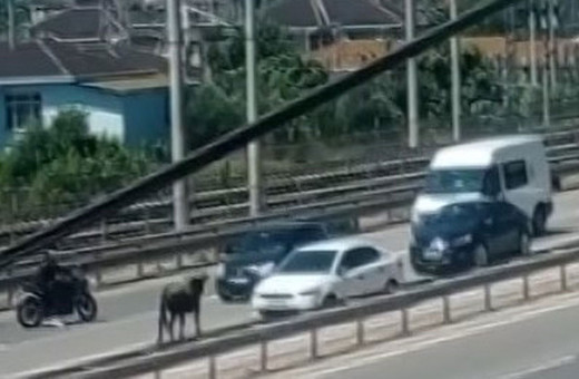 Sahibinin elinden kaçan dana D-100’ü birbirine kattı