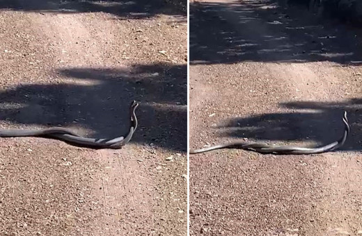 Elazığ'da yılanların dansı cep telefonu kamerasına yansıdı