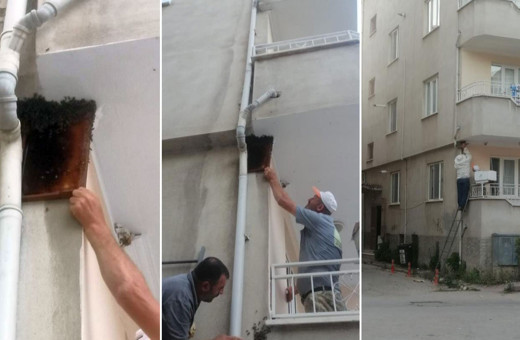 Kovandan firar eden binlerce arı, apartmanın balkonuna oğul yaptı!