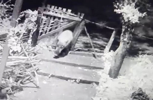 Bahçe kapısının kırık olduğunu görünce kameraları izledi gerçek ortaya çıktı