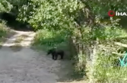 Bolu'da köylünün ayıyla sohbeti kahkaha attırdı! Bahçesine giren ayıyı gitmesi için ikna etti