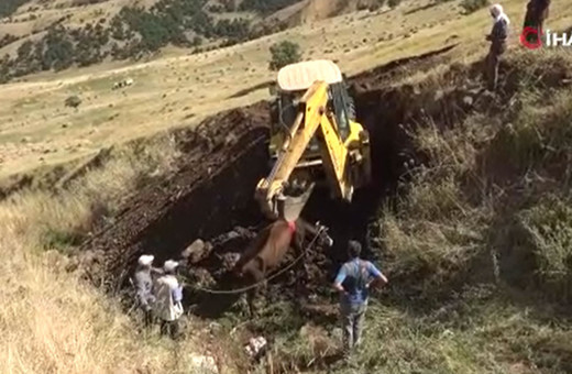 Muş'ta dereye düşen inek iş makinesi ile kurtarıldı!