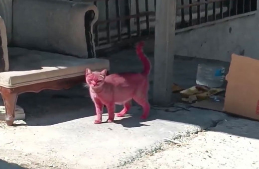 Görenler gözlerine inanamadı! Kediyi pembeye boyayıp sokağa saldılar