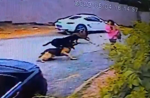 Başıboş köpekler Eyüpsultan'da dehşeti yaşattı! Saldırıya uğrayan kadınlar canını zor kurtardı