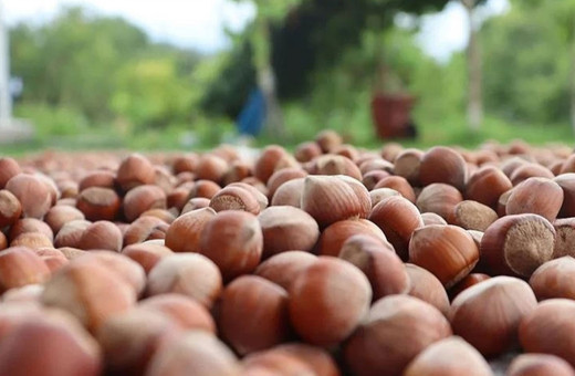 Ferrero'nun Türkiye'den fındık alımını durdurmasına yönelik Rekabet Kurumu'ndan sert uyarı