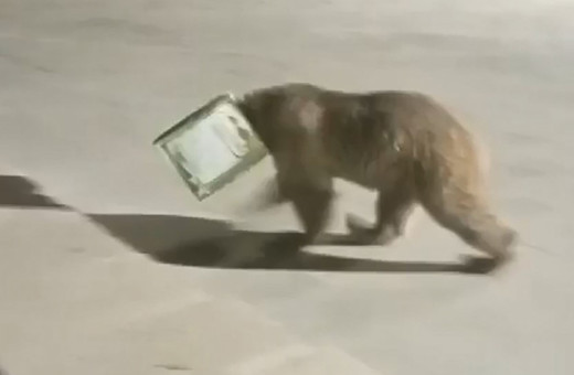 Kastamonu'da ayının kafası tenekeye sıkıştı! İple yakalanan ayıyı vatandaşlar kurtardı