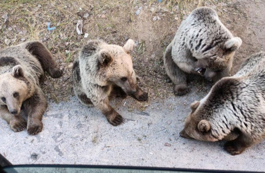 Bitlis Tatvan'da ayıya şeker vermek isteyince olanlar oldu o anlar böyle görüntülendi