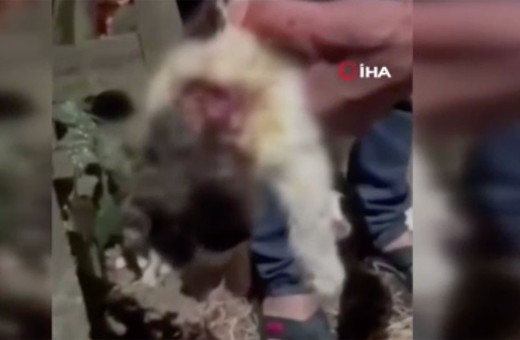 Civcivini öldüren kedilere sinirlenip tuz ruhu döktü! ‘’Amacım öldürmek değildi’’