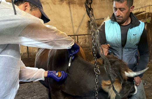 Bakan Yumaklı: 6 ilde daha hayvan pazarları faaliyete başladı...