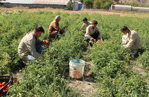 Öğrencilerin yetiştirdiği domates okul pansiyonlarının ihtiyacını karşılıyor