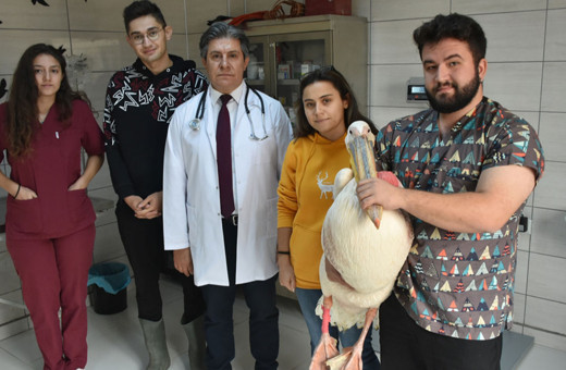 Gönüllü öğrenciler yaban hayvanlarının iyileşmesi için çabalıyor