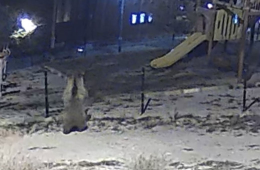 Kütahya'da çocuk parkına giren ayı görüntülendi