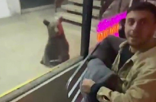 Karabük'te şehir merkezine inen ayılar iş hanına girerek esnaflara saldırdı