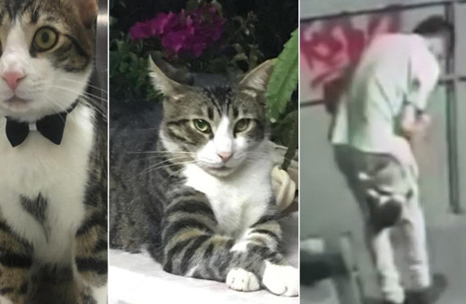 İstanbul’da sokaktan poşetle götürdüğü kediyi tekmeleyerek ölümüne neden olan şüpheli tutuklandı