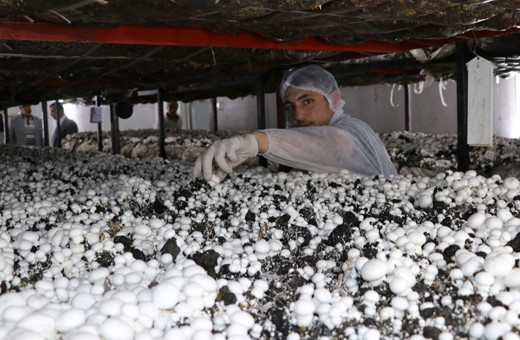 Meslek lisesi öğrencileri mantar üretip satarak gelir elde ediyor