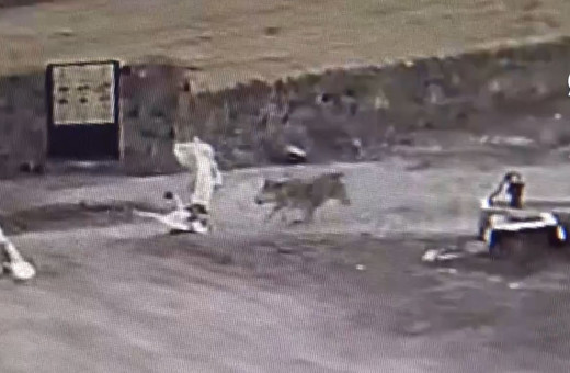 Kars'ta aç kaldığı için köye inen kurdun kazlara saldırısı kamerada