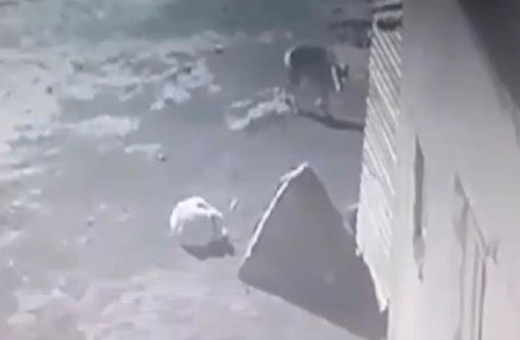 Kars’ta aç kalan kurt, köpeği götürdü, o anlar güvenlik kamerasına yansıdı