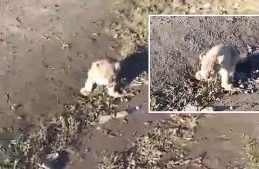 Şanlıurfa'da yol kenarında görülen yavru aslan aranıyor!