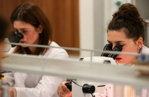 Arı zehri tümör hücrelerini yok ediyor!