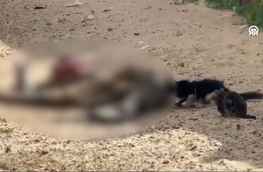 Gazze'de sokakta kalan cesetleri hayvanlar yiyor! Kan donduran görüntüler...