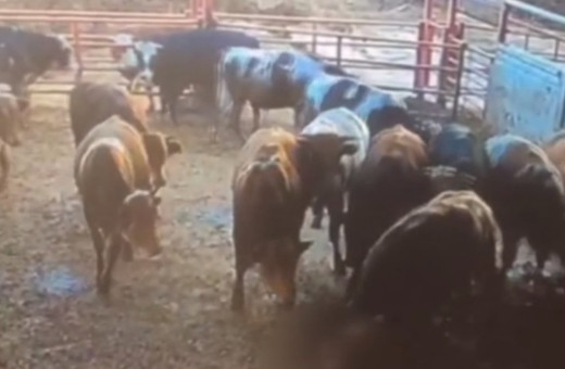 Besicinin, boğanın saldırısına uğradığı anlar güvenlik kamerasına yansıdı