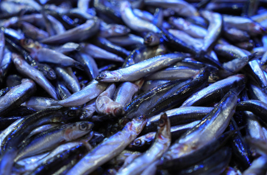 Kolajen sayesinde hamsiye olan ilgi arttı