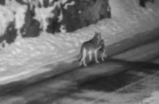 Gümüşhane'de aç kurt parçaladığı sokak köpeğini ağzında taşırken görüntülendi