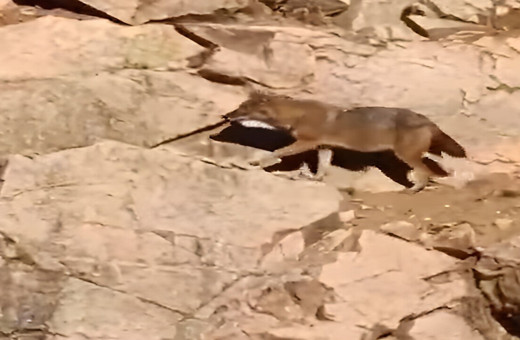 Gümüşhane’de kurtlar ana yola kadar indi