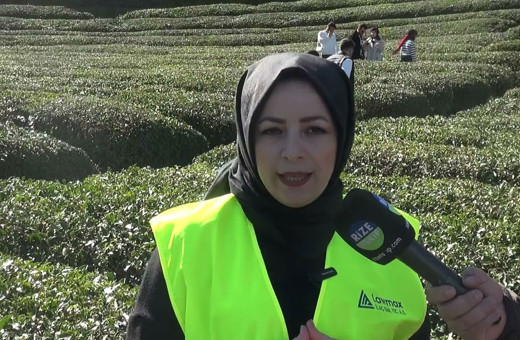 Rize Çayına yeni gübreleme yöntemi! Dron kullanıldı