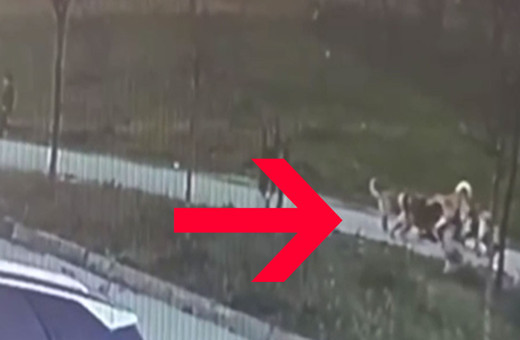 Çenesi kırıldı, kulağına dikiş atıldı! Yolda yürürken köpekler saldırdı, kan donduran görüntü