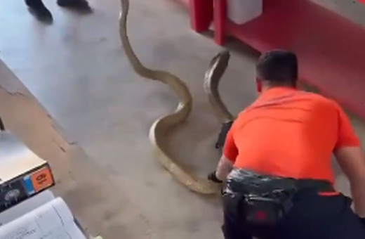 Kobra yılanını böyle yakaladı herkesin yüreği ağza geldi