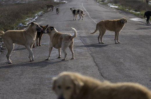 Sahipsiz hayvanlar uyutulacak mı? AK Parti'den flaş açıklama