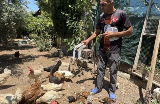 Sokak köpekleri 50 tavuk ve horozu telef etti