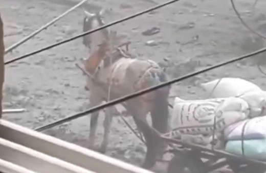 İsrail askerleri un çuvalı taşıyan atı böyle infaz etti görüntüler isyan ettirdi