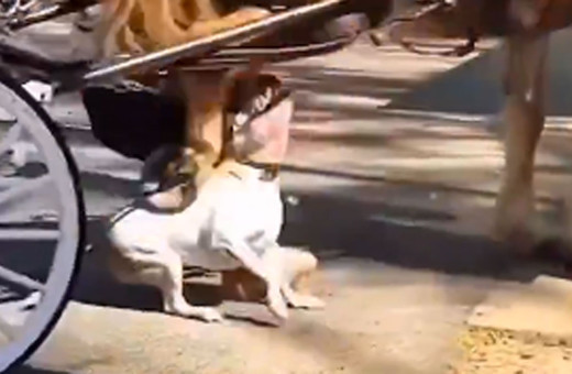 Pitbull at arabasına koşulu ata böyle saldırdı çifteler onu yıldırmadı