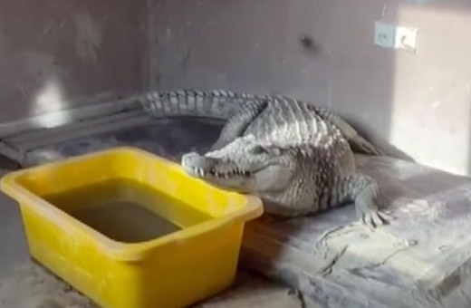 Beykoz'da evde yapılan aramada ele deçirildi Nil timsahı anakonda yılanı