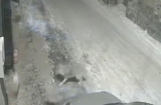 Erzurum şehir merkezine inen kurtlar güvenlik kamerasınca görüntülendi